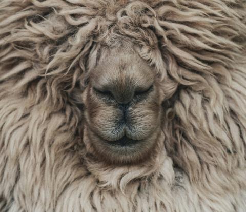 funny sheep